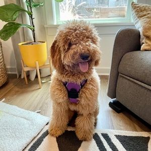 Meet your Posher, Daryl april